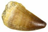 Fossil Mosasaur (Thalassotitan) Tooth - Morocco #374596-1